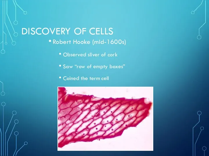 DISCOVERY OF CELLS Robert Hooke (mid-1600s) Observed sliver of cork Saw “row