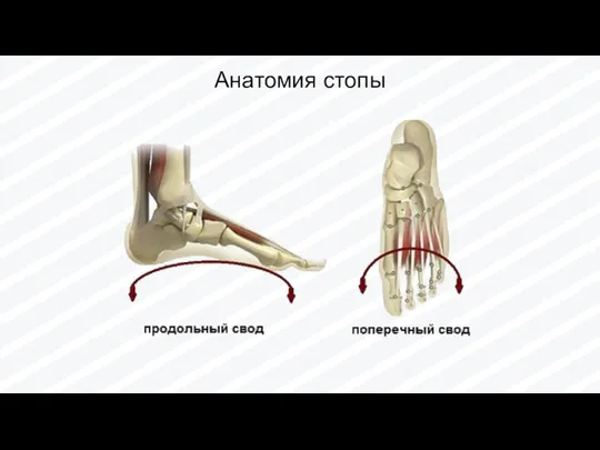 Анатомия стопы