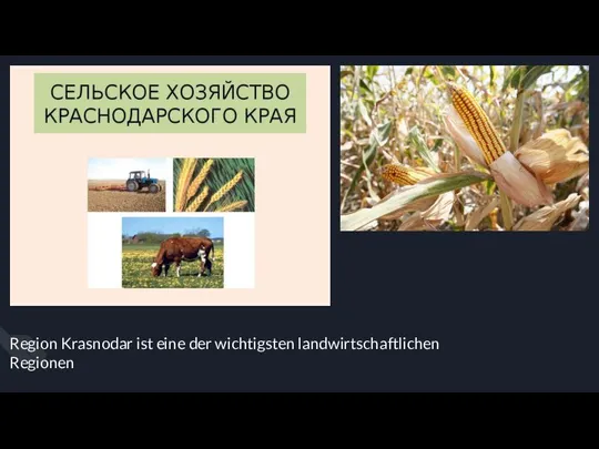 Region Krasnodar ist eine der wichtigsten landwirtschaftlichen Regionen