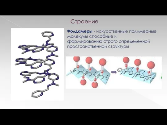 Фолдамеры - искусственные полимерные молекулы способные к формированию строго определенной пространственной структуры Строение