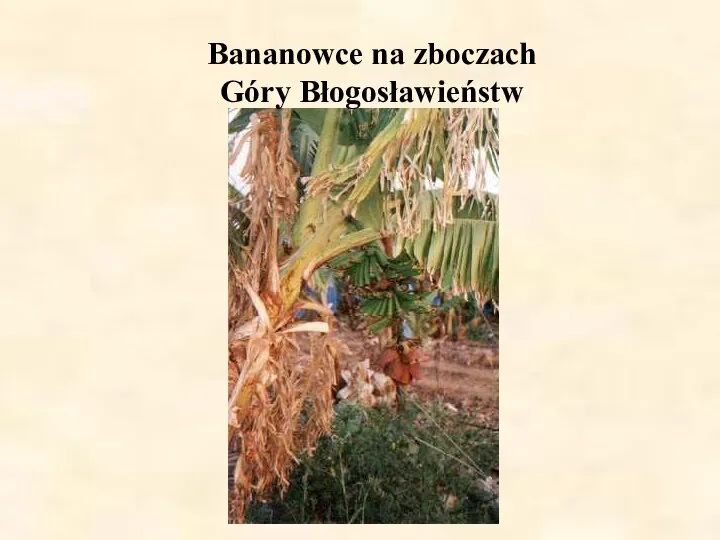 Bananowce na zboczach Góry Błogosławieństw