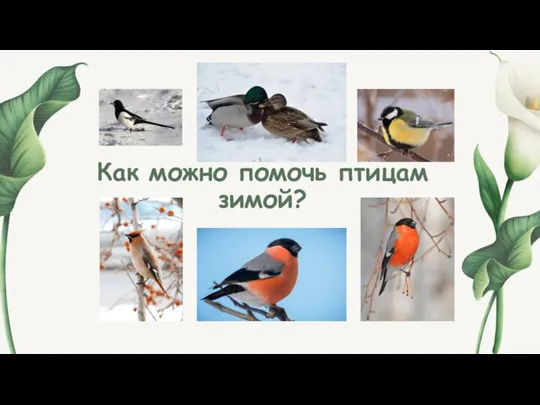 Как можно помочь птицам зимой?