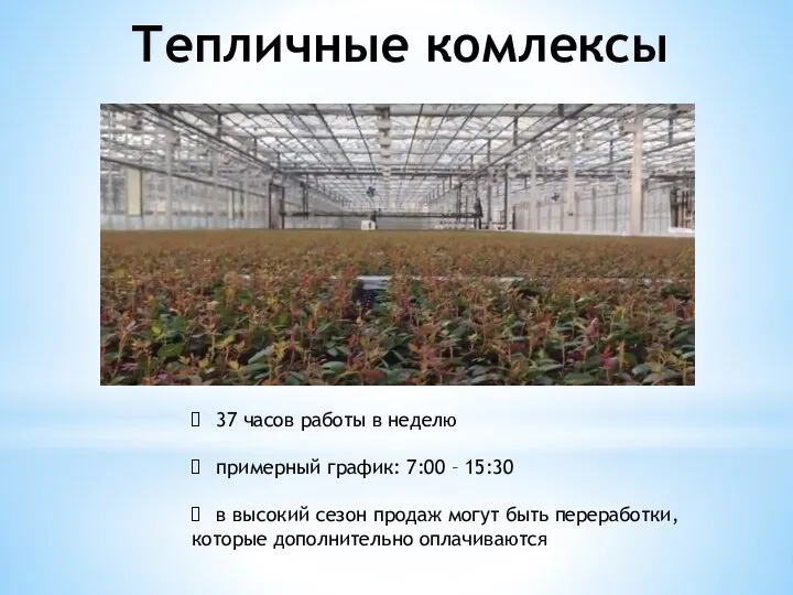 Тепличные комлексы 37 часов работы в неделю примерный график: 7:00 – 15:30