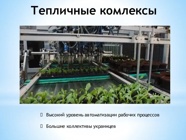 Тепличные комлексы Высокий уровень автоматизации рабочих процессов Большие коллективы украинцев