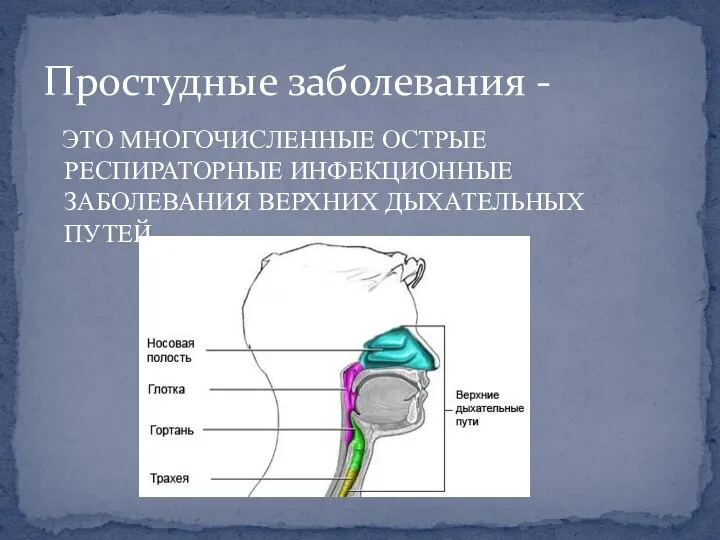 ЭТО МНОГОЧИСЛЕННЫЕ ОСТРЫЕ РЕСПИРАТОРНЫЕ ИНФЕКЦИОННЫЕ ЗАБОЛЕВАНИЯ ВЕРХНИХ ДЫХАТЕЛЬНЫХ ПУТЕЙ. Простудные заболевания -