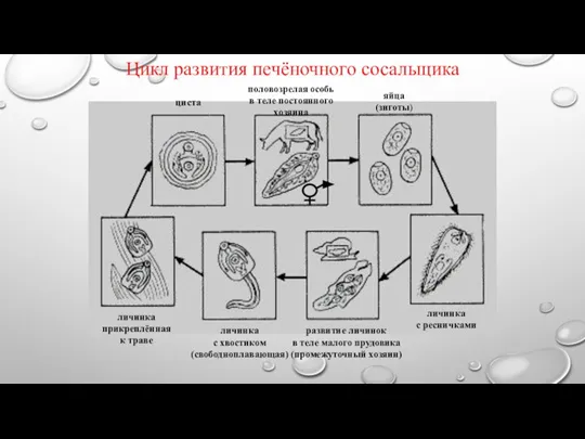 Цикл развития печёночного сосальщика половозрелая особь в теле постоянного хозяина яйца (зиготы)