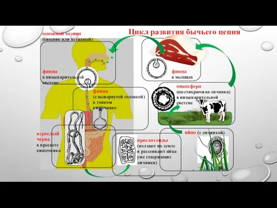 финна в мышцах Цикл развития бычьего цепня проглоттиды (ползают по земле и