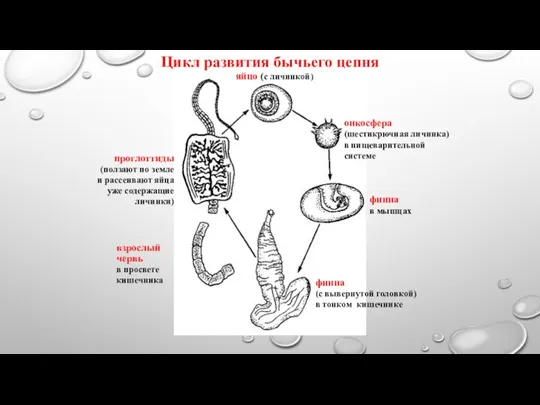 финна в мышцах яйцо (с личинкой) онкосфера (шестикрючная личинка) в пищеварительной системе