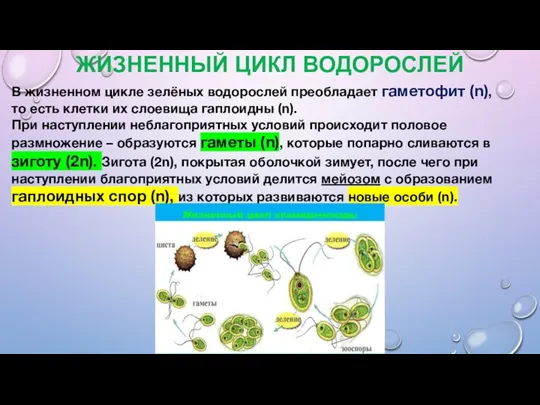 ЖИЗНЕННЫЙ ЦИКЛ ВОДОРОСЛЕЙ В жизненном цикле зелёных водорослей преобладает гаметофит (n), то