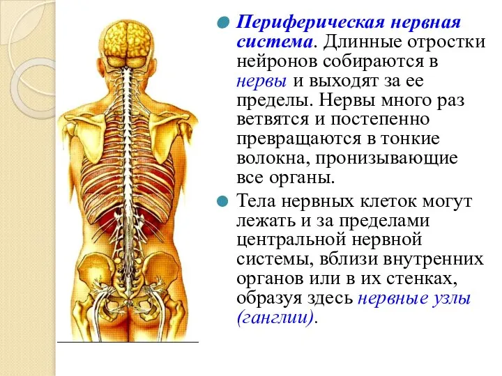 Периферическая нервная система. Длинные отростки нейронов собираются в нервы и выходят за