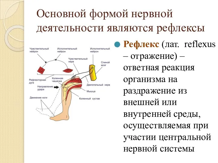 Основной формой нервной деятельности являются рефлексы Рефлекс (лат. reflexus – отражение) –