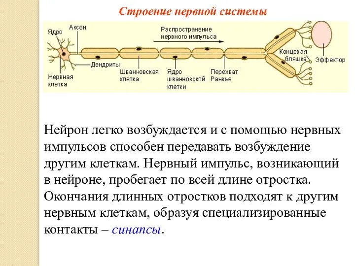 Строение нервной системы Нейрон легко возбуждается и с помощью нервных импульсов способен