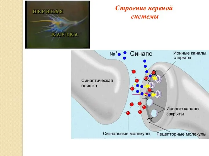 Строение нервной системы