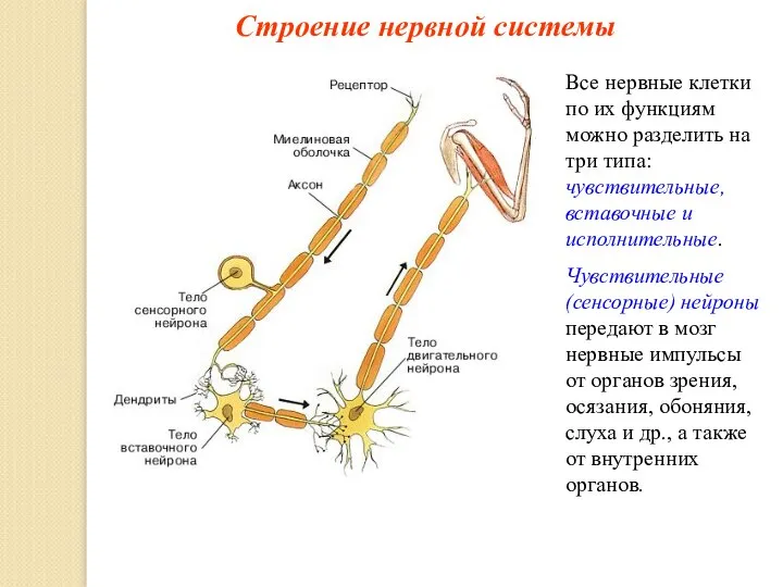 Строение нервной системы Все нервные клетки по их функциям можно разделить на