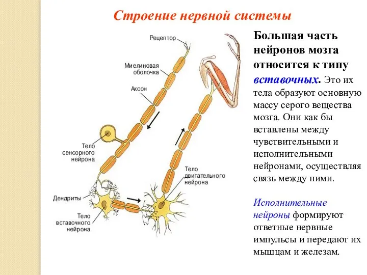 Строение нервной системы Большая часть нейронов мозга относится к типу вставочных. Это