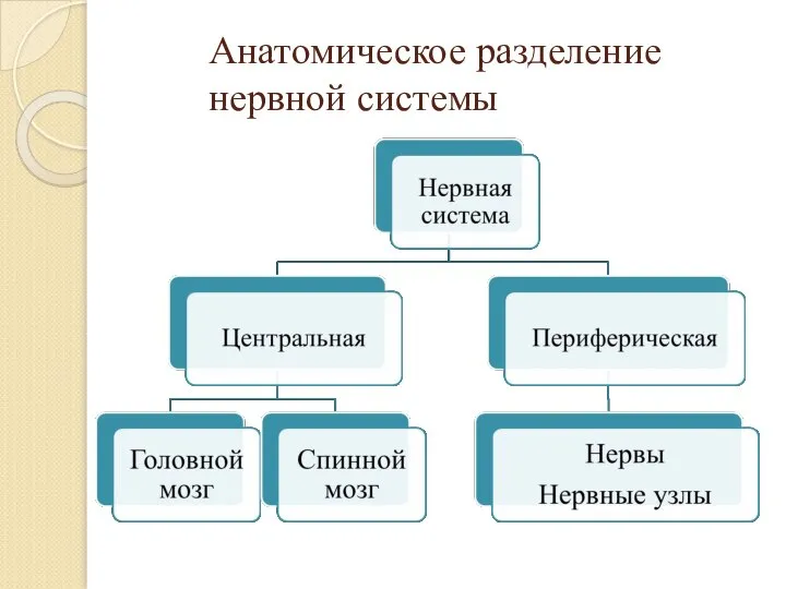 Анатомическое разделение нервной системы