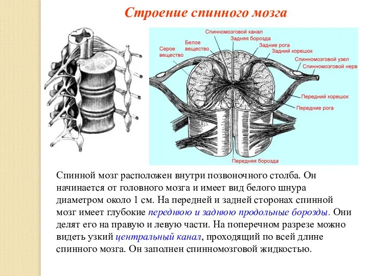 Строение спинного мозга Спинной мозг расположен внутри позвоночного столба. Он начинается от