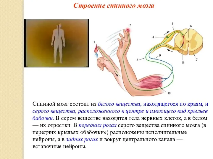 Строение спинного мозга Спинной мозг состоит из белого вещества, находящегося по краям,