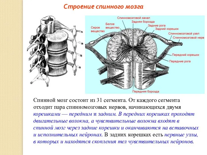 Строение спинного мозга Спинной мозг состоит из 31 сегмента. От каждого сегмента