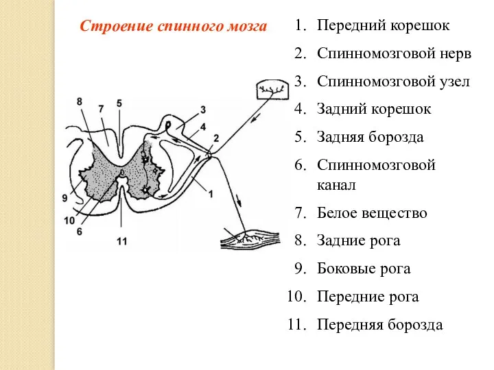 Строение спинного мозга Передний корешок Спинномозговой нерв Спинномозговой узел Задний корешок Задняя