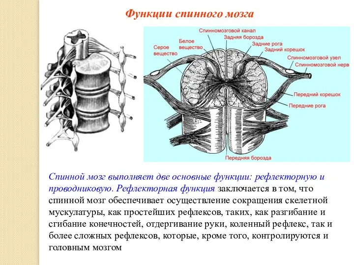 Функции спинного мозга Спинной мозг выполняет две основные функции: рефлекторную и проводниковую.