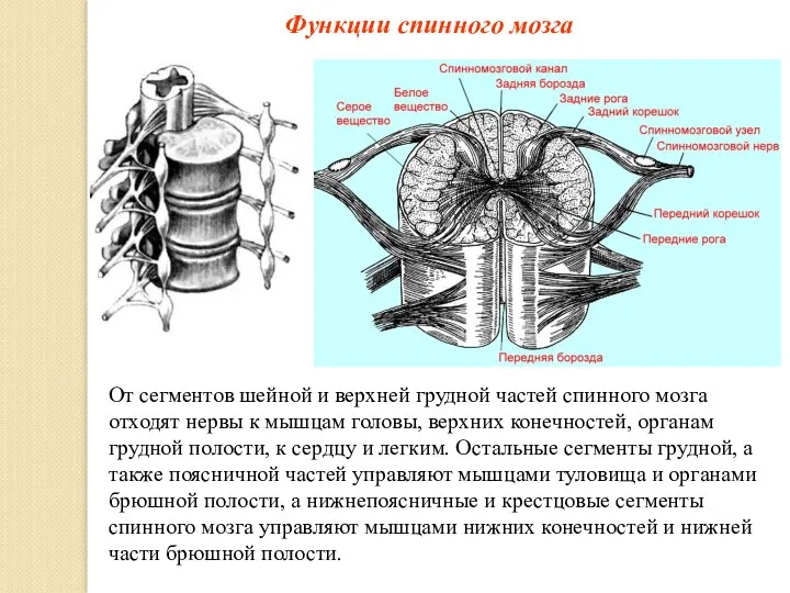 Функции спинного мозга От сегментов шейной и верхней грудной частей спинного мозга