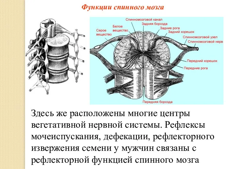 Функции спинного мозга Здесь же расположены многие центры вегетативной нервной системы. Рефлексы