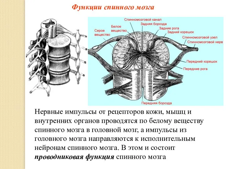 Функции спинного мозга Нервные импульсы от рецепторов кожи, мышц и внутренних органов