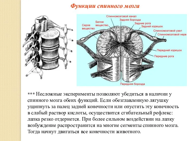 Функции спинного мозга *** Несложные эксперименты позволяют убедиться в наличии у спинного