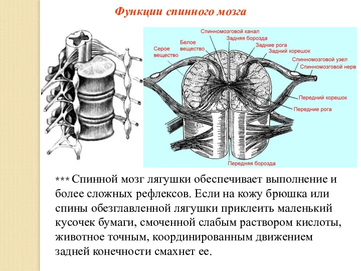 Функции спинного мозга *** Спинной мозг лягушки обеспечивает выполнение и более сложных