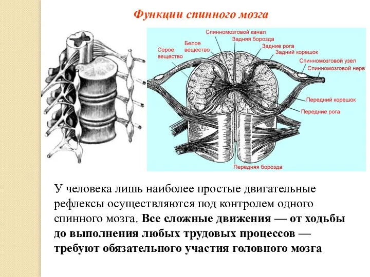 Функции спинного мозга У человека лишь наиболее простые двигательные рефлексы осуществляются под