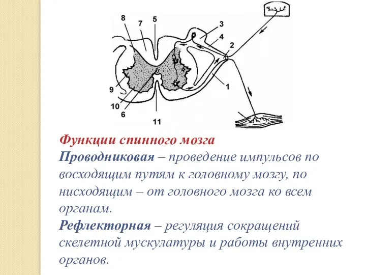 Функции спинного мозга Проводниковая – проведение импульсов по восходящим путям к головному