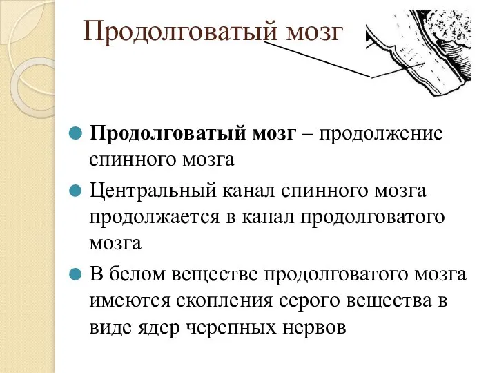 Продолговатый мозг Продолговатый мозг – продолжение спинного мозга Центральный канал спинного мозга