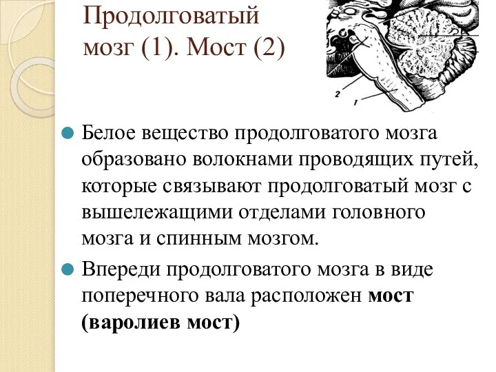 Продолговатый мозг (1). Мост (2) Белое вещество продолговатого мозга образовано волокнами проводящих