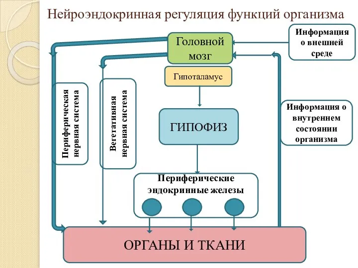 Нейроэндокринная регуляция функций организма Головной мозг Гипоталамус ГИПОФИЗ Периферические эндокринные железы ОРГАНЫ