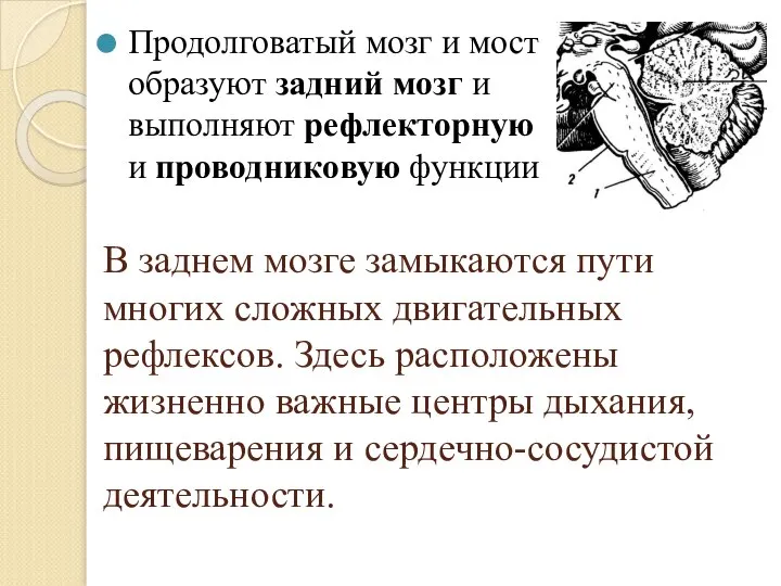 В заднем мозге замыкаются пути многих сложных двигательных рефлексов. Здесь расположены жизненно