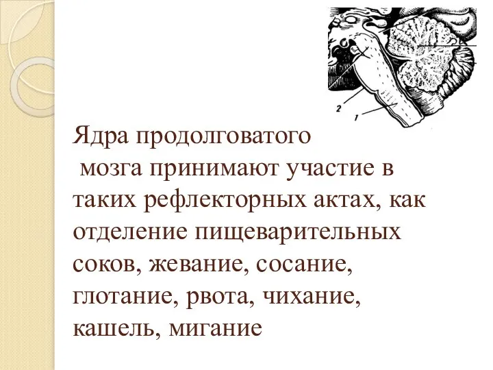 Ядра продолговатого мозга принимают участие в таких рефлекторных актах, как отделение пищеварительных