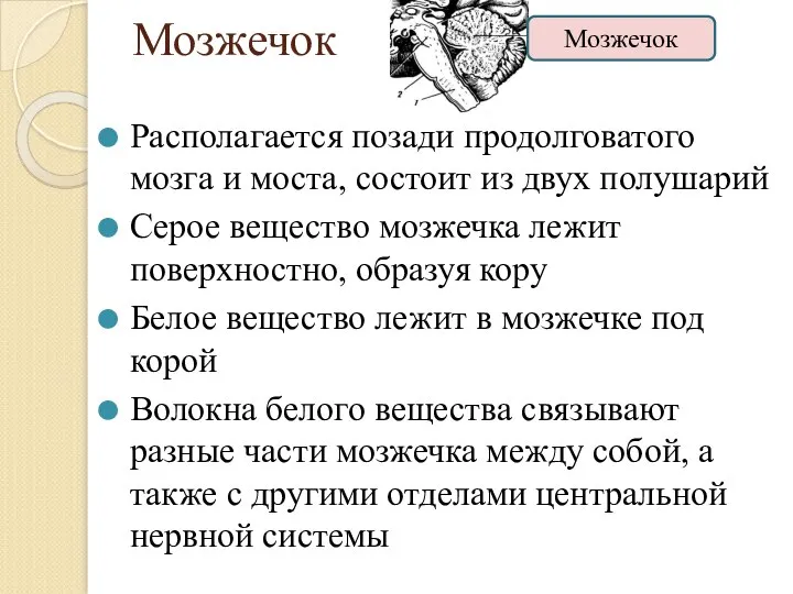 Мозжечок Располагается позади продолговатого мозга и моста, состоит из двух полушарий Серое