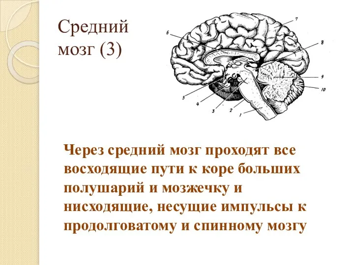 Средний мозг (3) Через средний мозг проходят все восходящие пути к коре