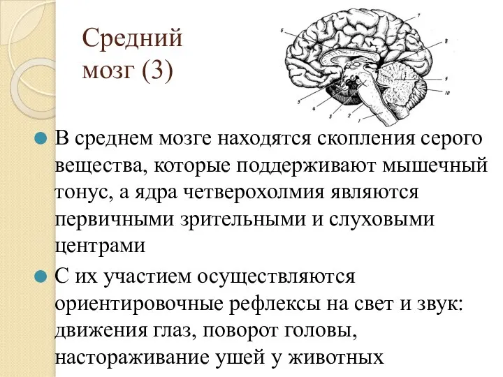 Средний мозг (3) В среднем мозге находятся скопления серого вещества, которые поддерживают