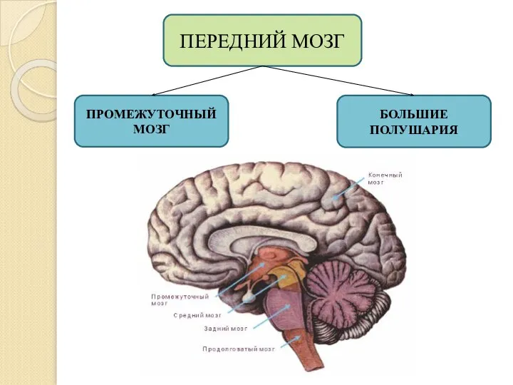 ПЕРЕДНИЙ МОЗГ ПРОМЕЖУТОЧНЫЙ МОЗГ БОЛЬШИЕ ПОЛУШАРИЯ