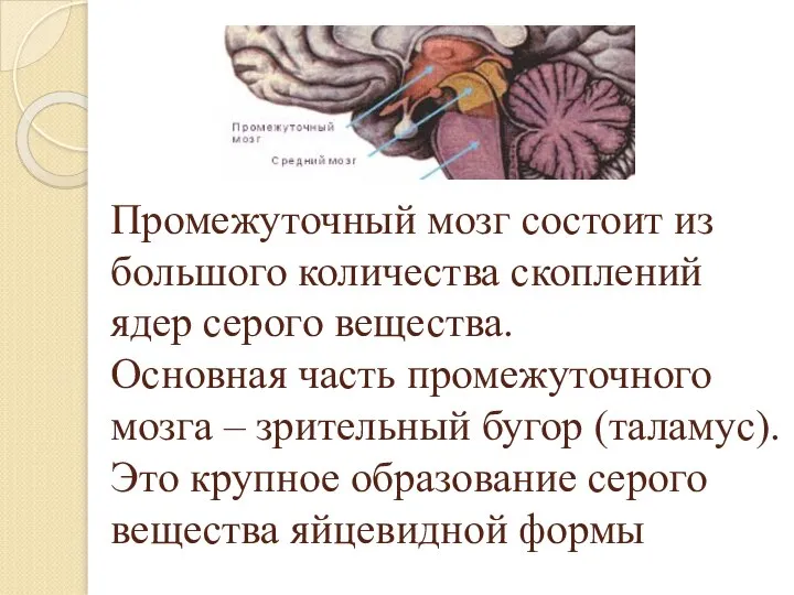 Промежуточный мозг состоит из большого количества скоплений ядер серого вещества. Основная часть