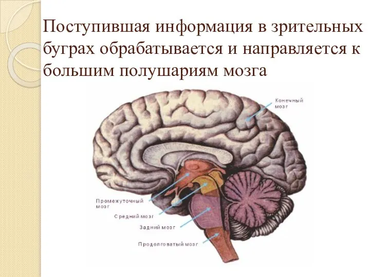 Поступившая информация в зрительных буграх обрабатывается и направляется к большим полушариям мозга