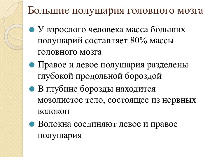 Большие полушария головного мозга У взрослого человека масса больших полушарий составляет 80%