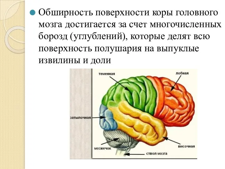 Обширность поверхности коры головного мозга достигается за счет многочисленных борозд (углублений), которые