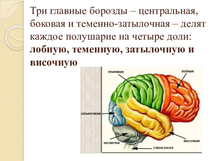 Три главные борозды – центральная, боковая и теменно-затылочная – делят каждое полушарие