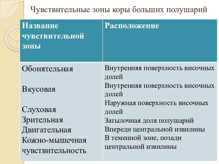 Чувствительные зоны коры больших полушарий