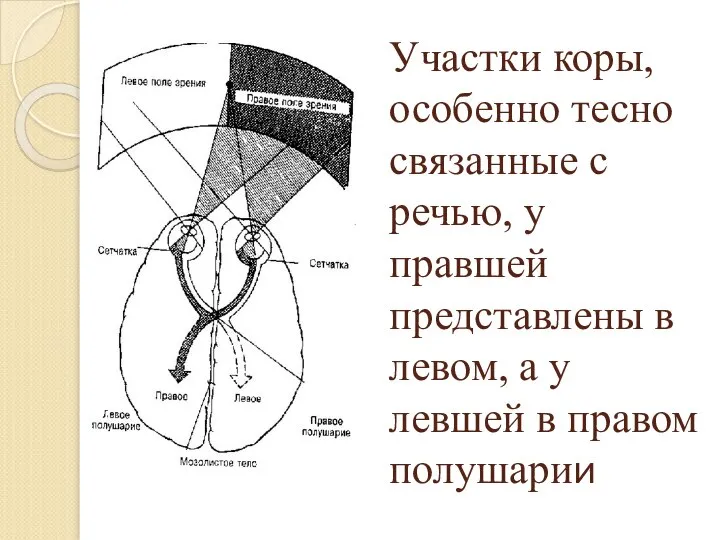 Участки коры, особенно тесно связанные с речью, у правшей представлены в левом,