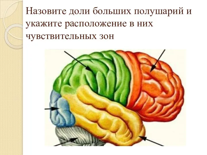 Назовите доли больших полушарий и укажите расположение в них чувствительных зон