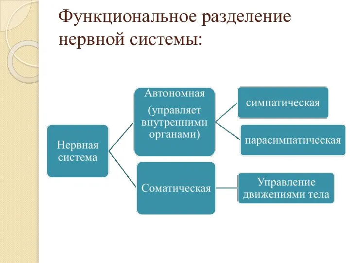 Функциональное разделение нервной системы: